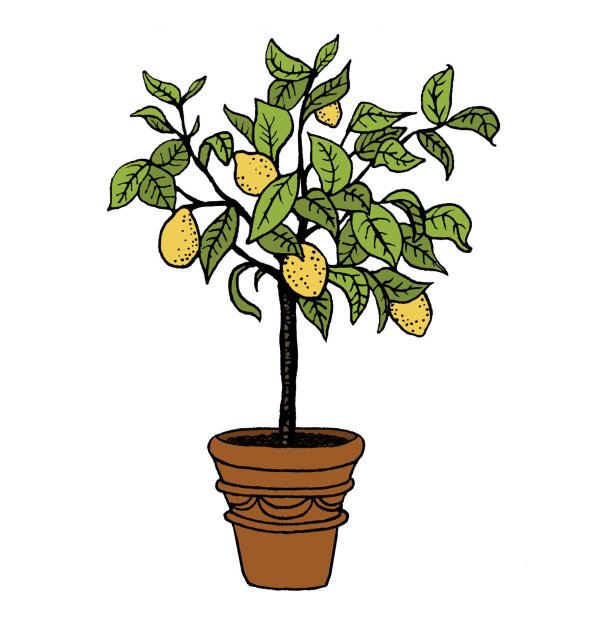 дерево лимон