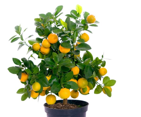 цитрус каламондин цитрофортунелла