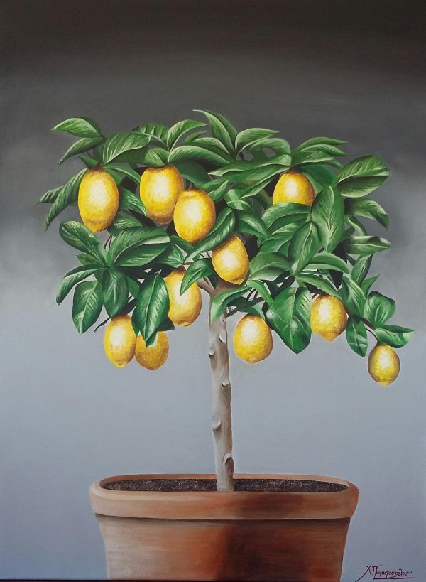 дерево лимон