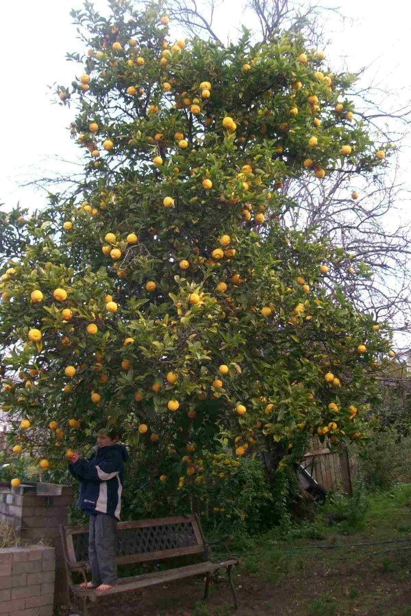 лимон lemon bush