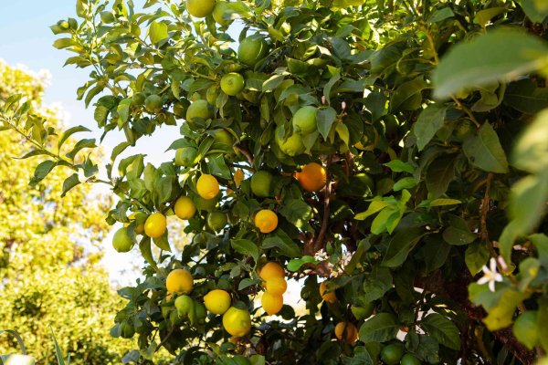 дерево лимон