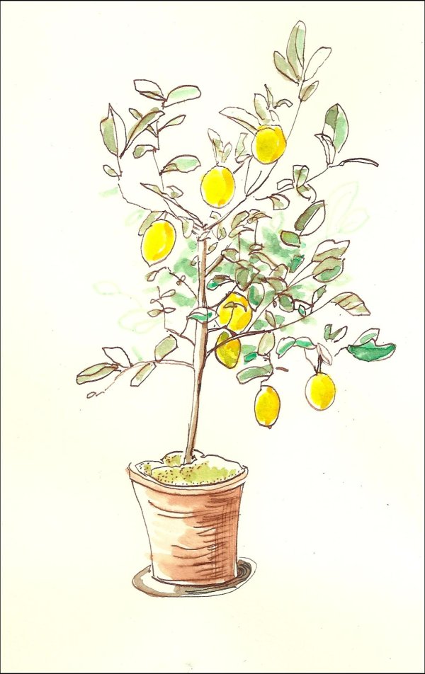 дерево лимон