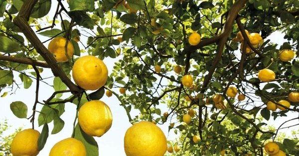 лимонные деревья сицилия