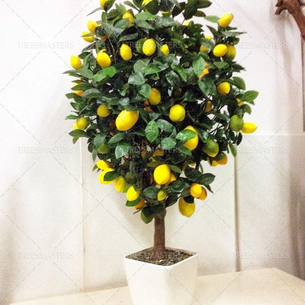 дерево лимон