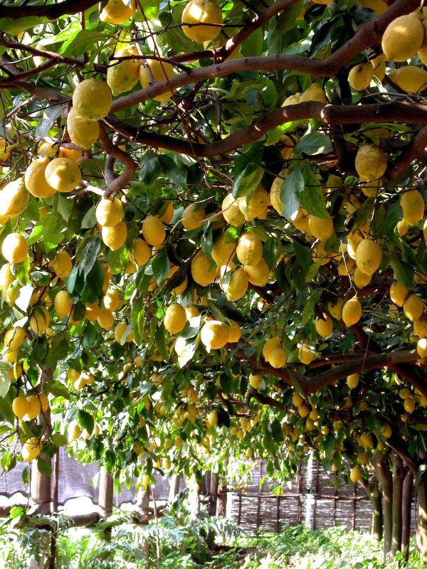 сады лимонов сорренто