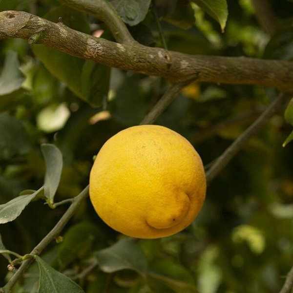 павловский сорт лимона