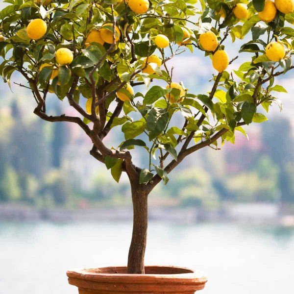 дерево лимон