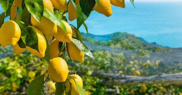 лимон на ветке