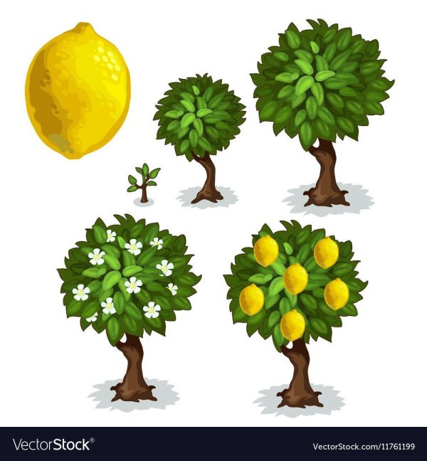 дерево лимон