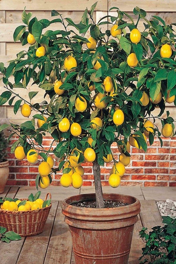 дерево лимон