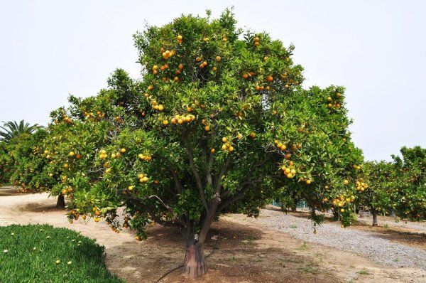 мандарин дарахти