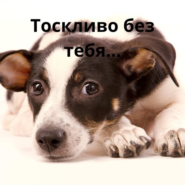 щенки джека рассела