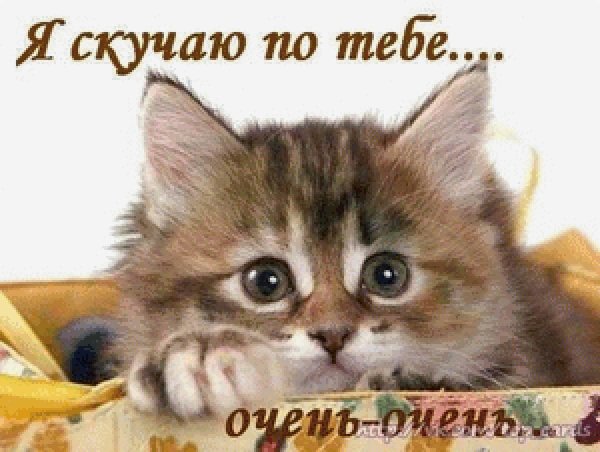 котенок скучает