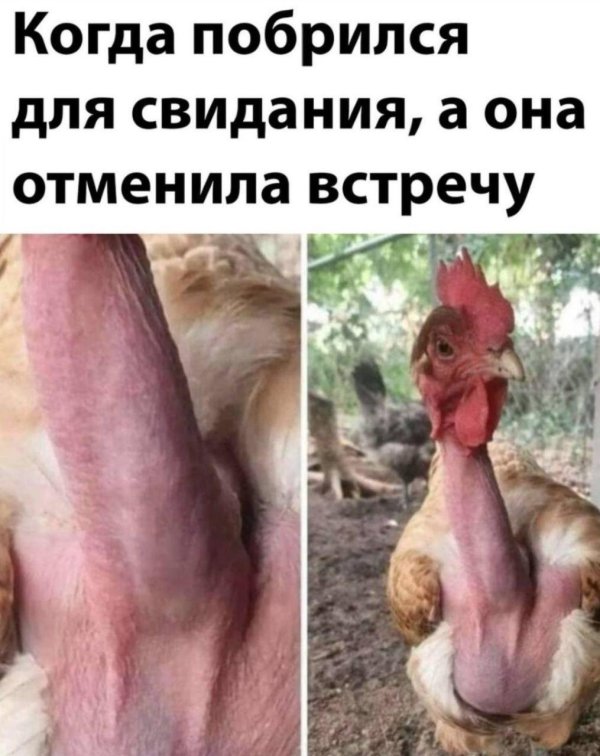член петуха