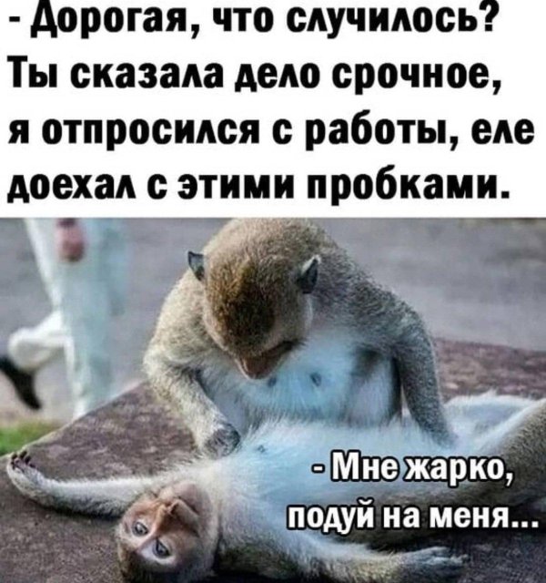 юмор животные