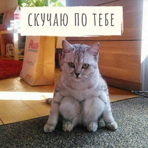 кошка смешная