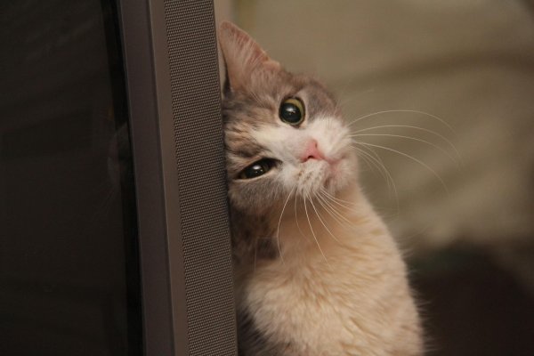 кошка выглядывает