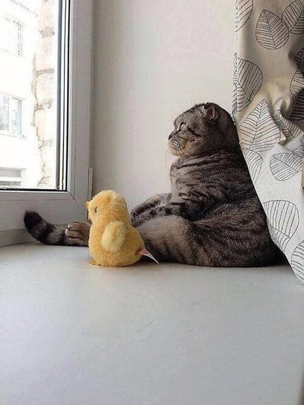 кошечка возвращайся скорее
