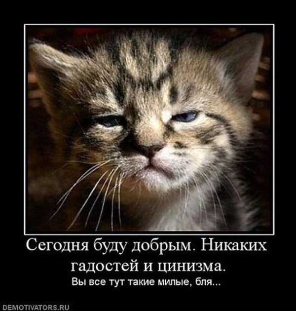 коты демотиваторы