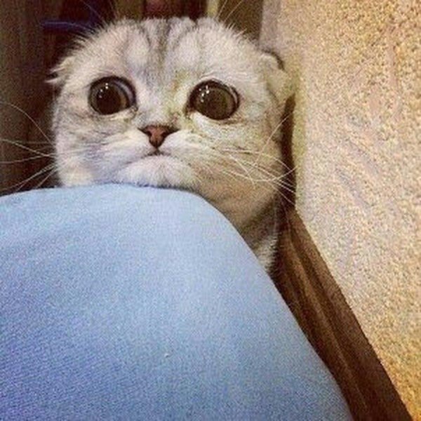 грустные котики