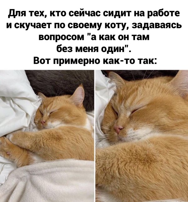 кошки юмор