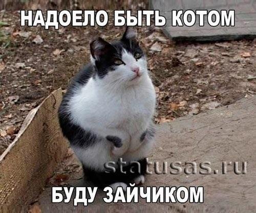 надоело быть котом буду зайчиком