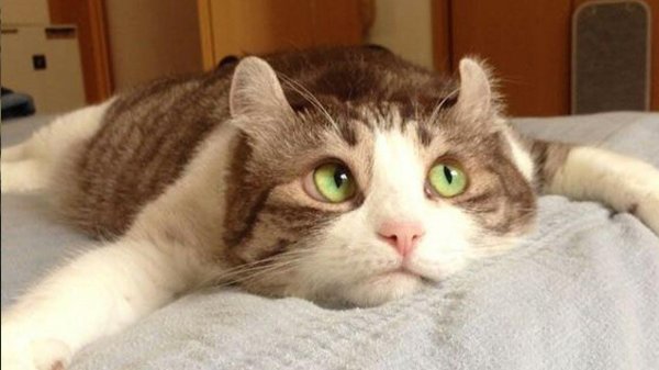 кошка веселая