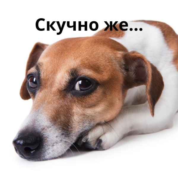 джек рассел