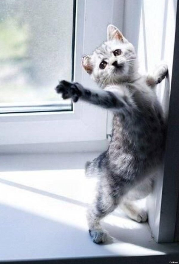 смешной котенок