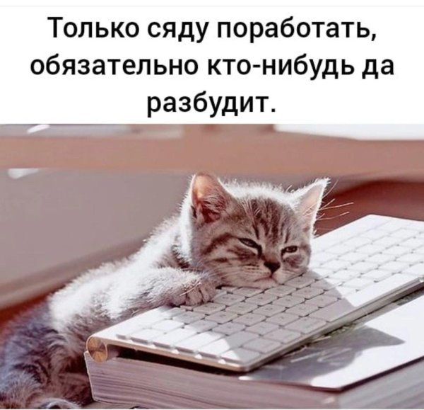 уставшие котики