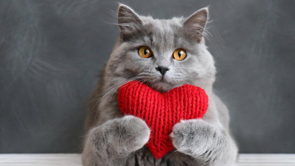 коты сердце