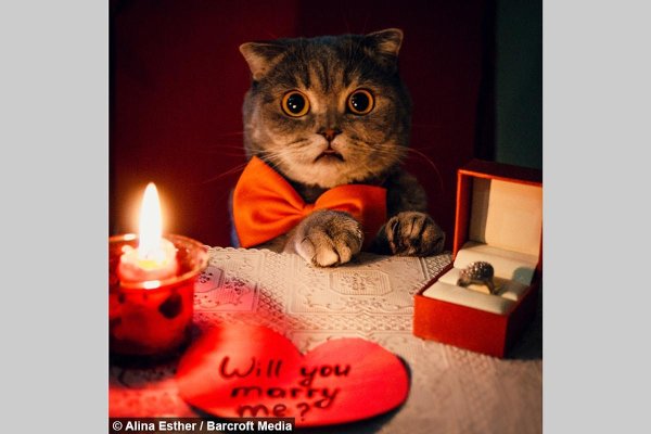 романтичный кот