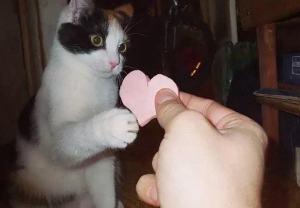 кот с колбасой