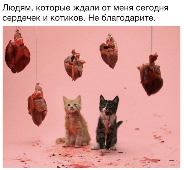 сердечки котики