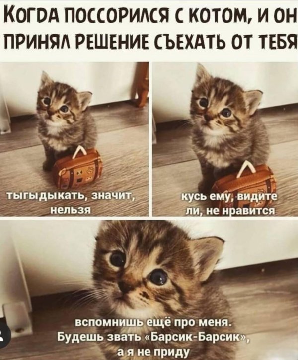 мемы с котами