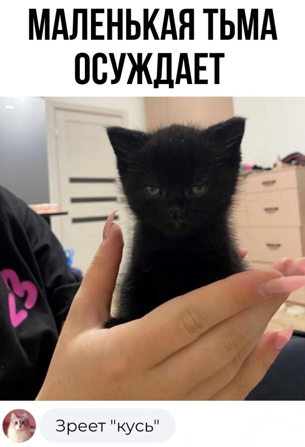 маленький черный котенок