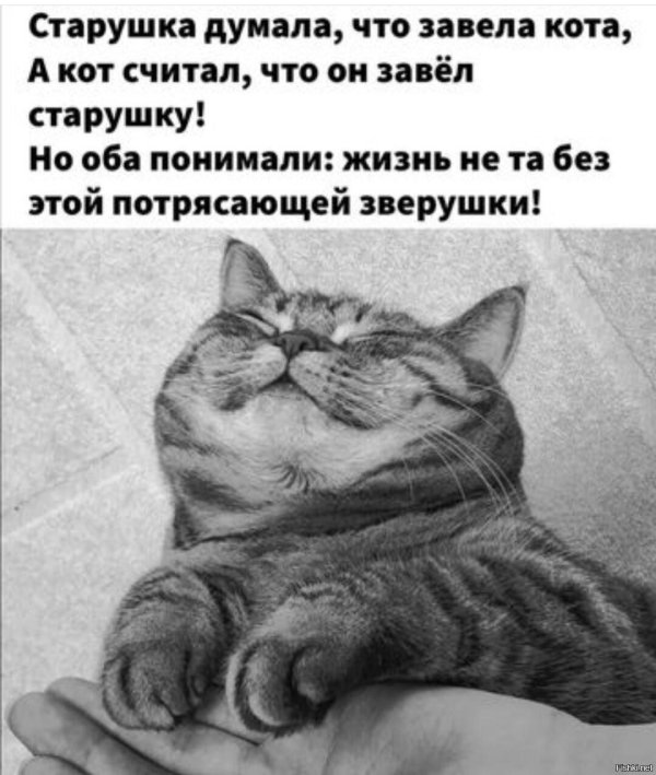 старушка думала что завела кота