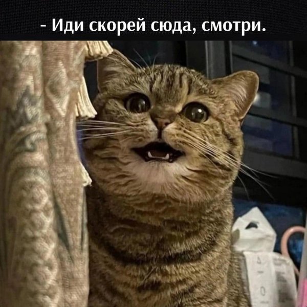 обычные кошки