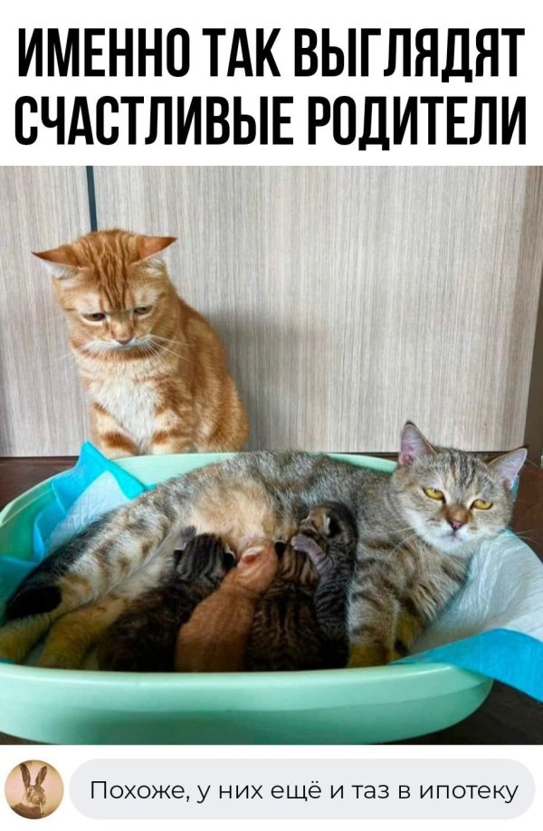 счастливые родители