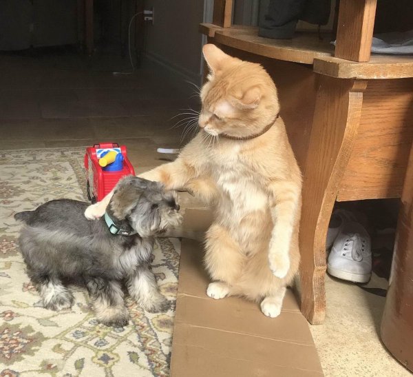 приколы про кошек