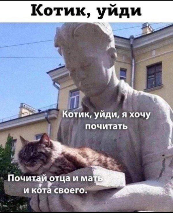 Без кота и жизнь не та