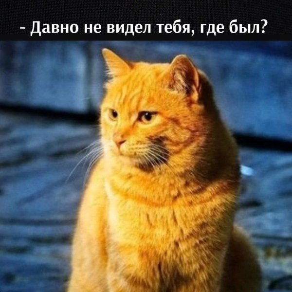 рыжие котики