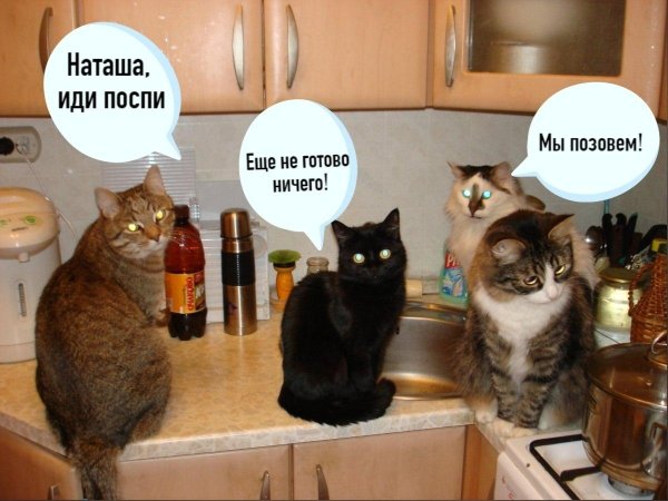 кошка на кухне