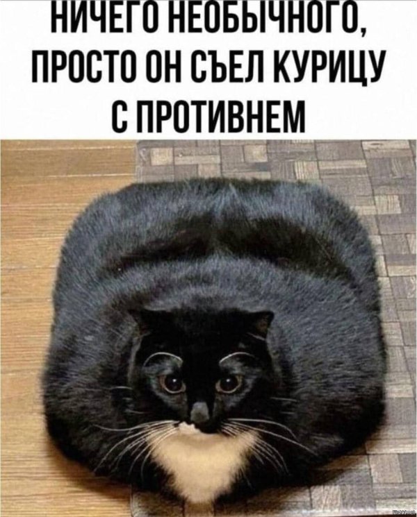 Без кота и жизнь не та