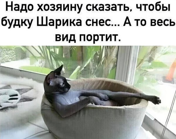 юмор про кошек