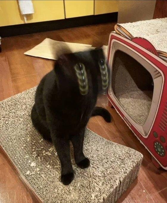 кошки интересное