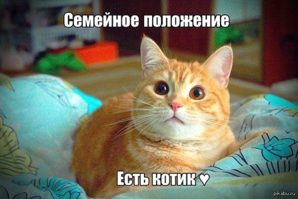 семейное положение есть кот