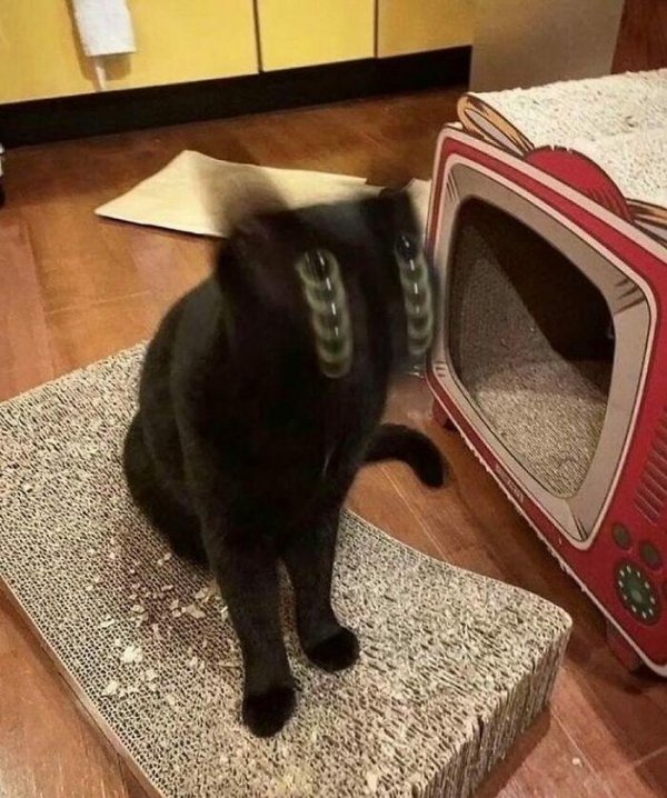 кошки интересное