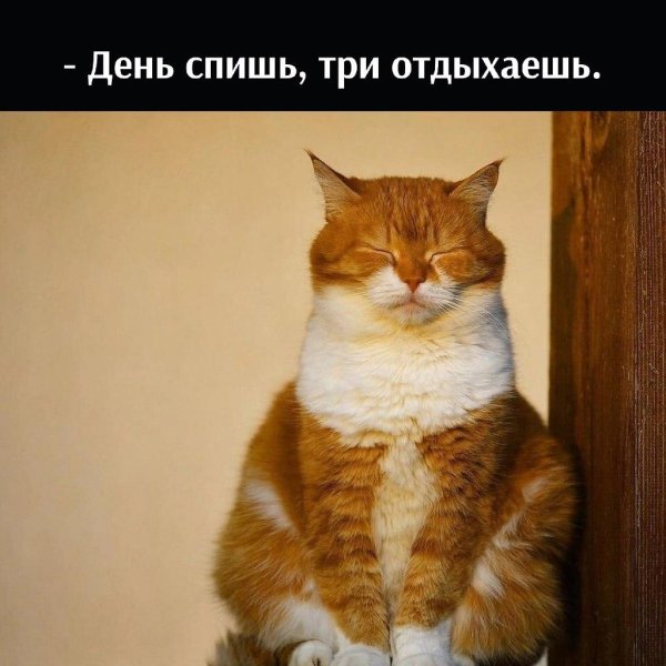 эмоции кошек