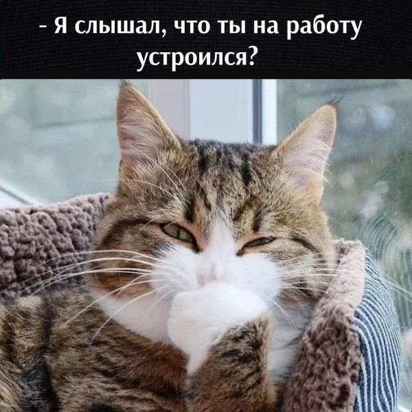 довольная кошка